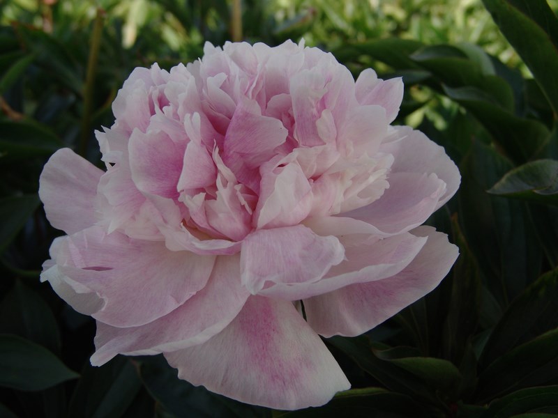 冬季芍藥催花技術(shù)